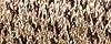 071 Misty Gold #8 Kreinik
