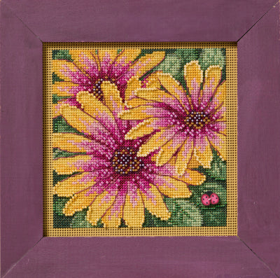 African Daisies by Mill Hill
