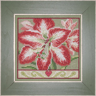 Amaryllis by Mill Hill