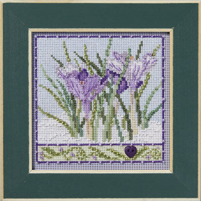 Crocuses by Mill Hill